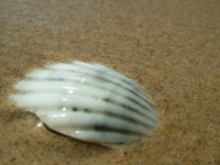 /album/nesian-photography1/nesian-picture-20-copy-jpg/